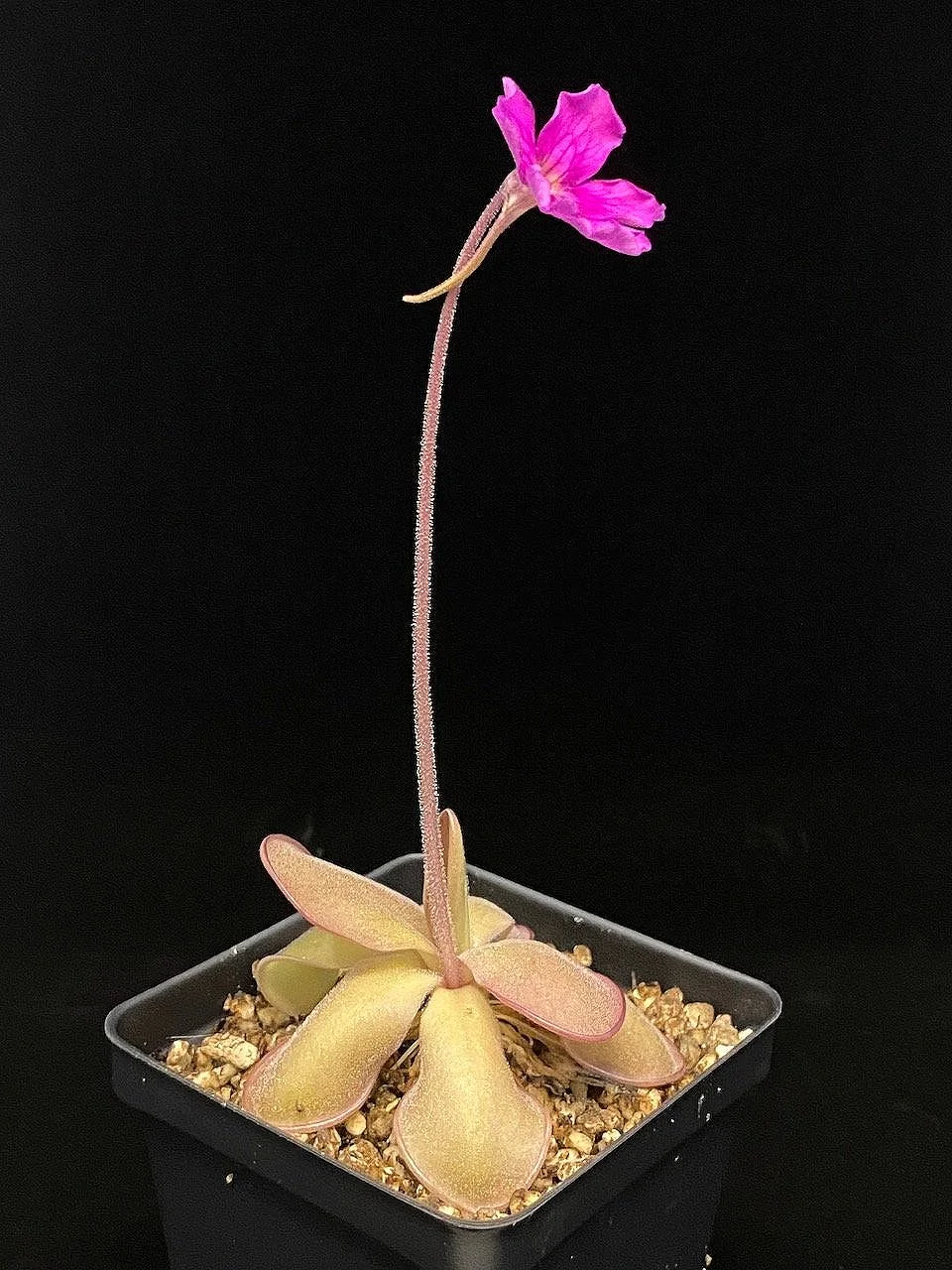 Pinguicula '''Pink Shuriken''' (gigantea x hemiepiphytica) for